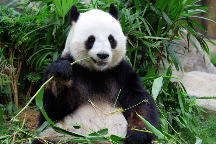 Các cuộc gặp gỡ giữa các cá thể gấu trúc xảy ra chủ yếu trong mùa sinh sản ngắn ngủi giữa tháng 3 và tháng 5. Sau khi giao phối, con đực sẽ rời đi, để con cái một mình. Gấu cái mang thai nằm trong khoảng từ 95 đến 160 ngày.