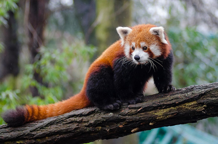 Trong nhiều thế kỷ, việc phân loại gấu trúc đã gây ra nhiều tranh cãi vì loài vật này có những đặc điểm của cả gấu và gấu mèo. Các nghiên cứu phân tử cho thấy chúng là một loài gấu thật sự, mặc dù có tách biệt trên cây tiến hóa từ rất sớm so với các loài gấu khác.