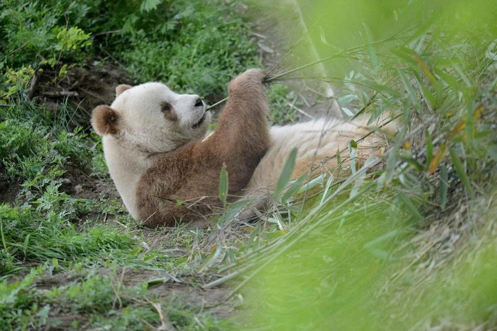 Phân loài còn lại là gấu trúc Tần Lĩnh (Ailuropoda melanoleuca qinlingensis), chỉ hiện diện trong dãy núi Tần Lĩnh ở Thiểm Tây ở cao độ khoảng 1.300-3.000 mét. Chúng có màu lông “cà phê sữa”, hộp sọ nhỏ hơn và răng hàm lớn hơn.