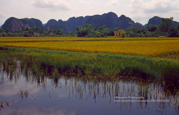 Đồng lúa ở Hoa Lư.
