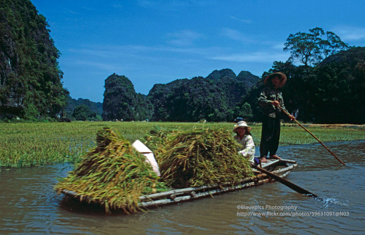 Cư dân địa phương chở lúa bằng thuyền ở Tam Cốc.