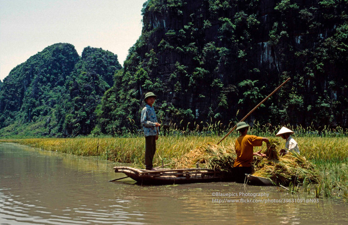 Gặt lúa giữa mênh mông sóng nước.