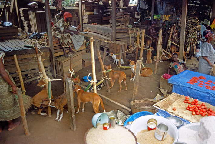 Khu bán chó - để làm thịt - ở chợ.