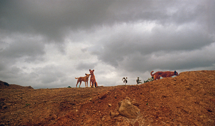 Những con chó hoang ở Akure.