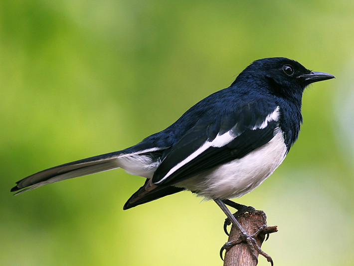 Quốc điểu Bangldesh: Chích chòe than (Copsychus saularis).