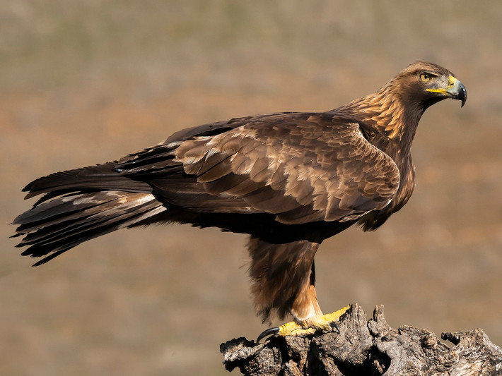 Quốc điểu Armenia, Ai Cập và Scotland: Đại bàng vàng (Aquila chrysaetos).