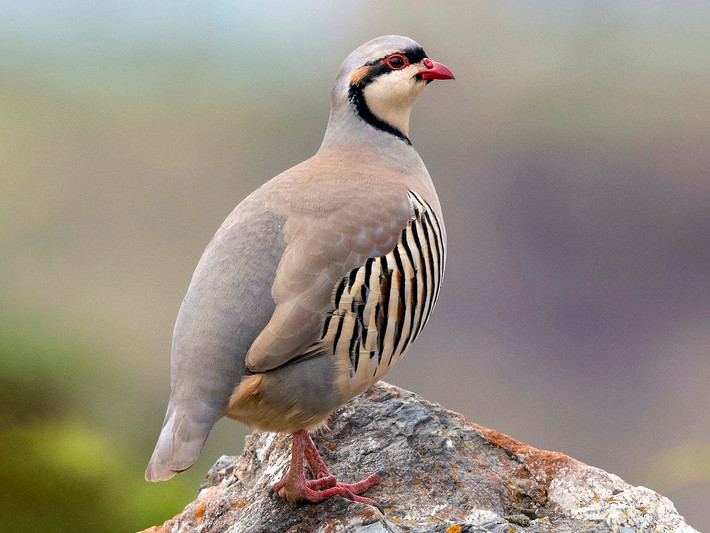 Quốc điểu Iraq và Pakistan: Gà gô Chukar (Alectoris chukar).