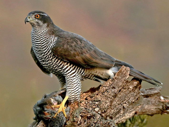 Quốc điểu CHDCND Triều Tiên: Ưng ngỗng phương Bắc (Accipiter gentilis).