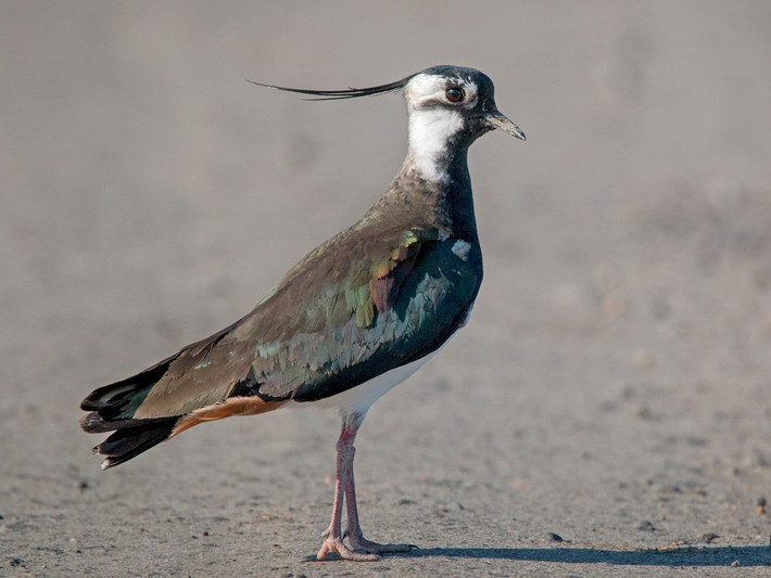 Quốc điểu Ireland: Te mào (Vanellus vanellus).