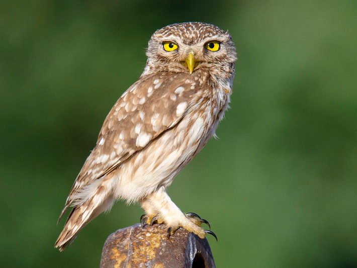 Quốc điểu Hy Lạp: Cú nhỏ (Athene noctua).