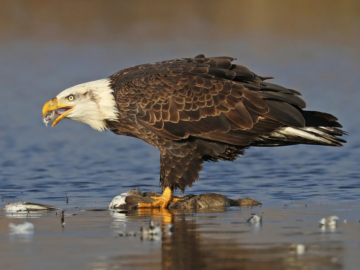Quốc điểu Mỹ: Đại bàng đầu trắng (Haliaeetus leucocephalus).