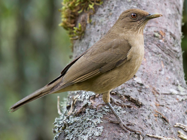 Quốc điểu Costa Rica: Hoét màu đất sét (Turdus grayi).