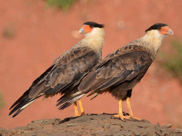 Quốc điểu Mexico: Cắt Caracara có mào (Caracara plancus).