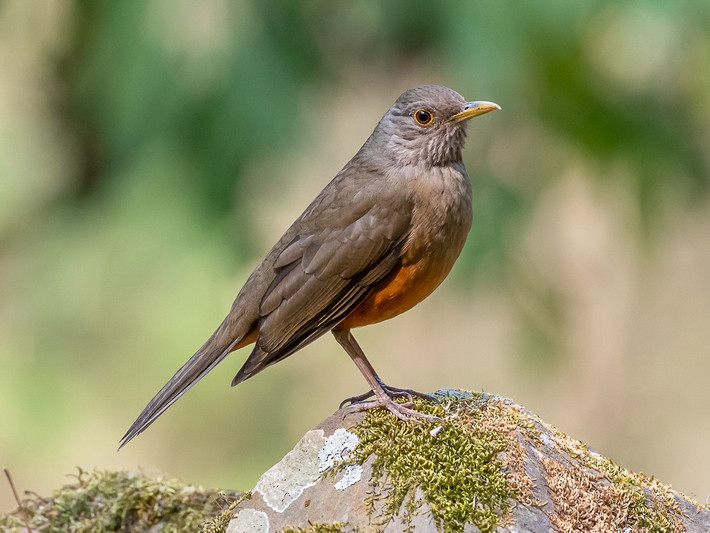 Quốc điểu Brazil: Hoét bụng nâu đỏ (Turdus rufiventris).