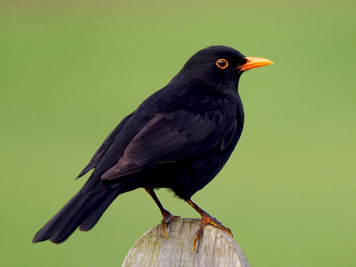 Quốc điểu Thụy Điển: Hoét đen (Turdus merula).