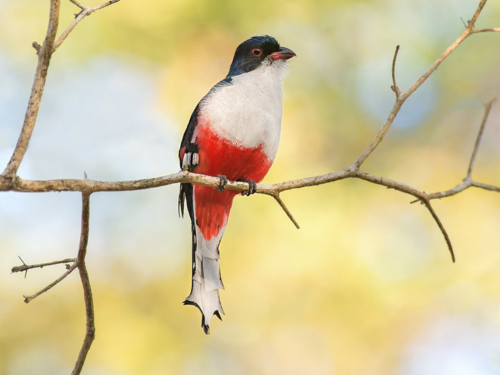 Quốc điểu Cuba: Nuốc Cuba (Priotelus temnurus).