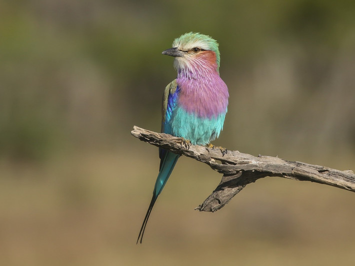 Quốc điểu Kenya: Sả ngực hoa cà (Coracias caudate).