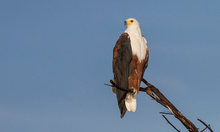 Quốc điểu Zimbabwe: Đại bàng cá châu Phi (Haliaeetus vocifer).