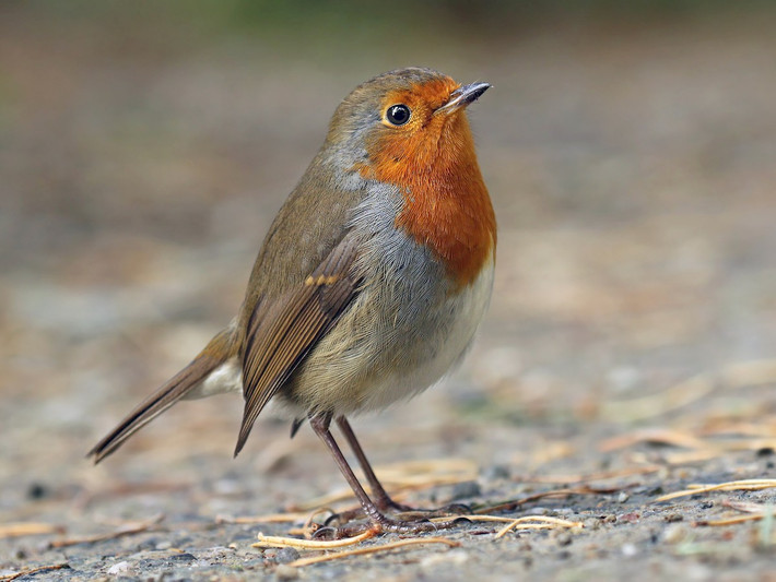 Quốc điểu Liên hiệp Anh: Oanh châu Âu (Erithacus rubecula).