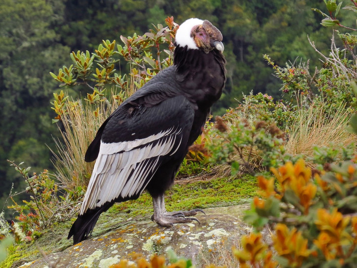 Quốc điểu Colombia: Kền kền Andes (Vultur gryphus).