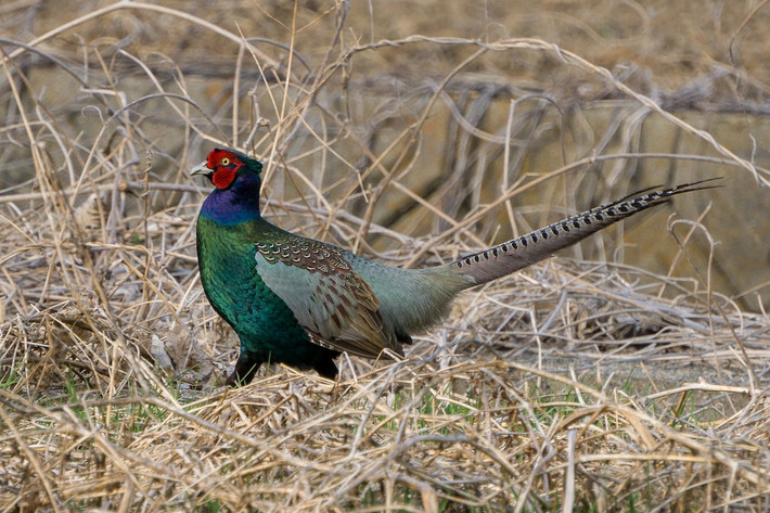 Quốc điểu Nhật Bản: Trĩ xanh (Phasianus versicolor).