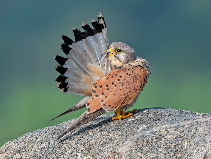 Quốc điểu Bỉ: Cắt lưng hung (Falco tinnunculus).