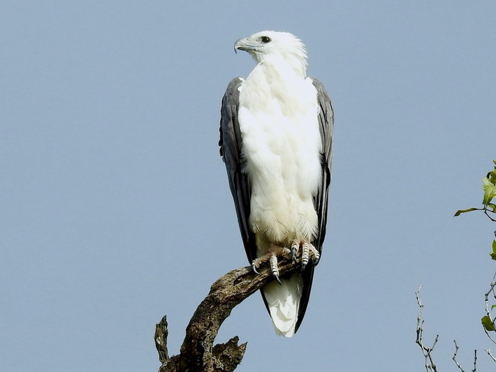 Quốc điểu Brunei: Đại bàng biển bụng trắng (Haliaeetus leucogaster).