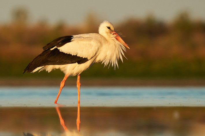 Quốc điểu Đức: Hạc trắng (Ciconia ciconia).