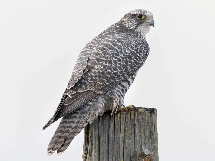 Quốc điểu Iceland: Cắt Bắc Cực (Falco rusticolus).