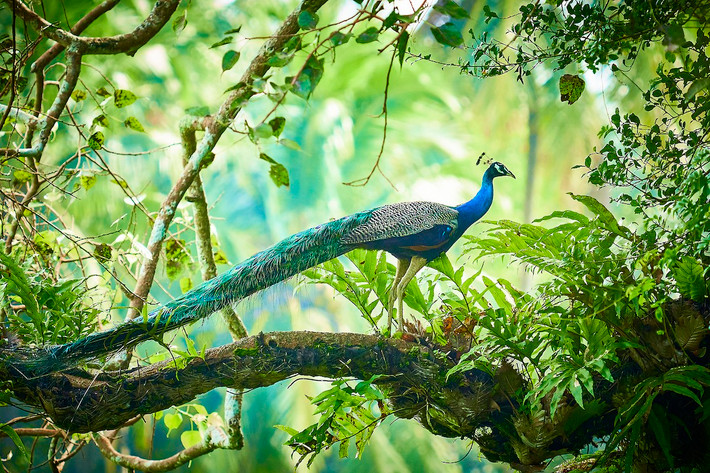 Quốc điểu Ấn Độ: Công lam Ấn Độ (Pavo cristatus).