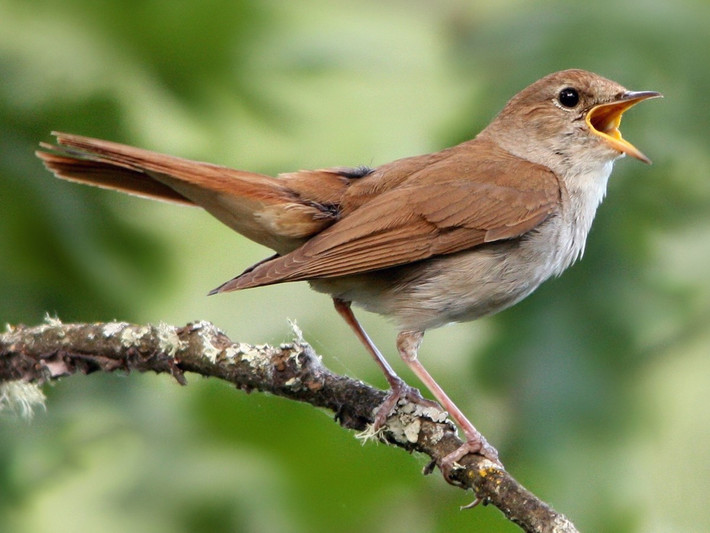 Quốc điểu Croatia: Dạ oanh (Luscinia megarhynchos). Ảnh: eBird.