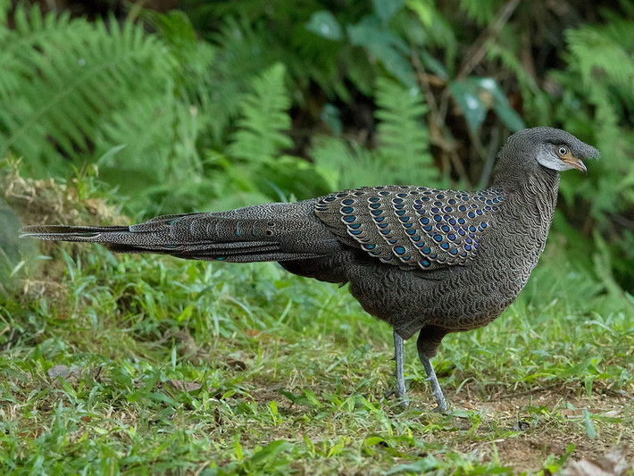Quốc điểu Myanmar: Gà tiền xám (Polyplectron bicalcaratum).