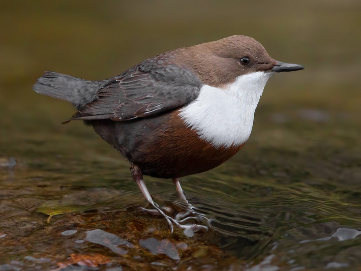 Quốc điểu Na Uy: Chim lội suối (Cinclus cinclus).