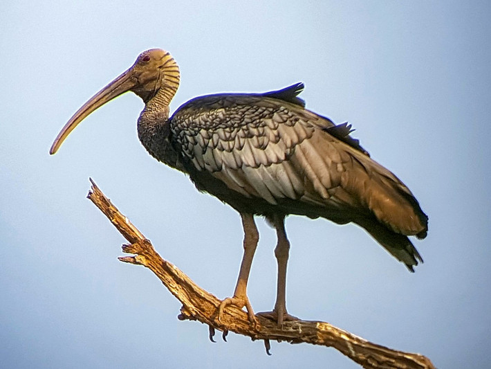 Quốc điểu Campuchia: Cò quăm lớn (Thaumatibis gigantea).
