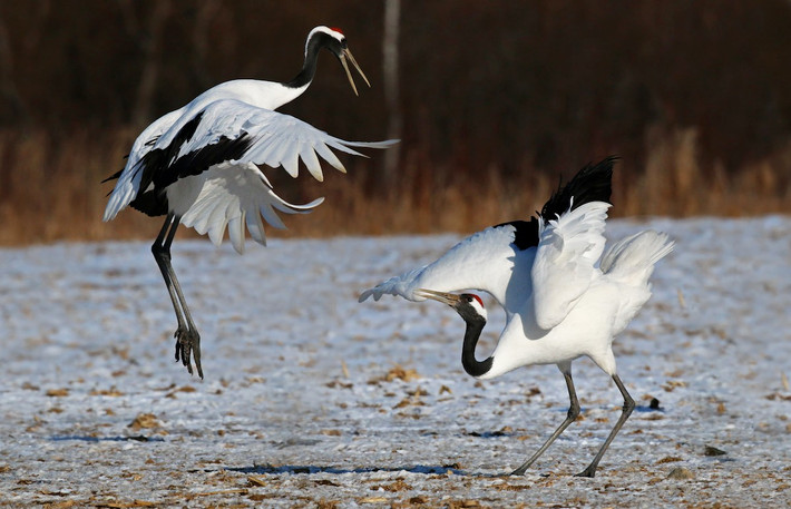 Quốc điểu Trung Quốc: Sếu đỉnh đầu đỏ (Grus japonensis). Ảnh: eBird.