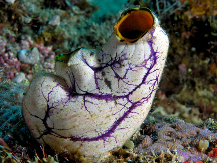 Trong tiếng anh, hải tiêu được gọi là "sea squirt" (tia nước biển). Tên gọi này bắt nguồn từ hiện tượng: Nếu lấy ngón tay chọc vào một con hải tiêu, nó sẽ phun ra một dòng nước rất mạnh, sau đó đang từ từ thế đứng thẳng sẽ rũ xuống mềm oặt.