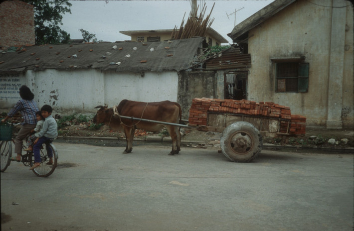 Xe bò chở gạch.