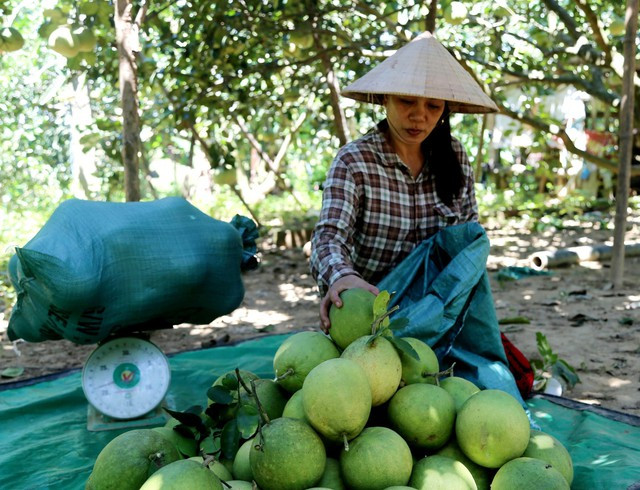Những ngày này, các nhà vườn tại phường Thủy Biều bắt đầu thu hoạch. Nhiều vườn tấp nập người dân và thương lái tìm đến mua loại đặc sản này.