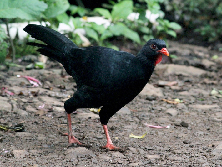 Gà guan cao nguyên (Penelopina nigra) dài 59-65 cm, phân bố ở Trung Mỹ. Loài này sống trên mặt đất nhiều hơn các loài gà guan khác. Chúng có lẽ là loài duy nhất trong họ Gà cây châu Mỹ làm tổ trên mặt đất.