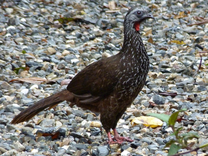 Gà guan râu (Penelope barbata) dài 55 cm, phân bố ở Ecuador và Peru. Loài này sống trong rừng mưa giống như các họ hàng cùng chi Penelope. Tên gọi của chúng bắt nguồn từ những sọc trắng trông như chỏm râu ở cổ.