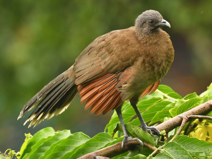 Gà chachalaca đầu xám (Ortalis cinereiceps) dài 46 cm, sống trong các sinh cảnh nhiều bụi cây trải dài từ Honduras đến Colombia. Các loài gà chachalaca đều có màu nâu. Tên gọi của chúng được đặt theo tiếng kêu đặc trưng.
