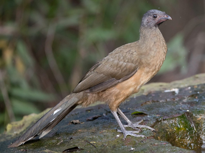 Gà chachalaca đồng bằng (Ortalis vetula) dài 48-53 cm, được ghi nhận từ bang Texas của Mỹ đến Cosra Rica. Thành viên phân bố xa nhất về phía bắc của họ Gà cây châu Mỹ này là loài duy nhất sống ở nước Mỹ.