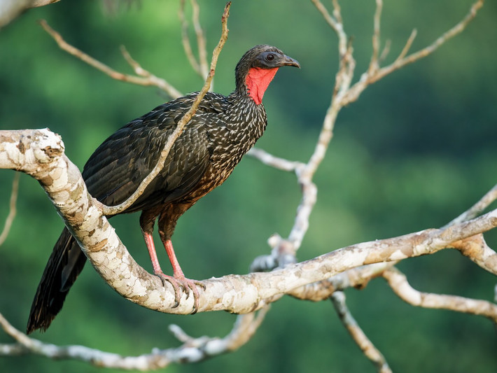 Gà guan Spix (Penelope jacquacu) dài 66-76 cm, phổ biến ở phía Tây Bắc của lục địa Nam Mỹ. Chúng thuộc nhóm gà guan màu nâu có yếm cổ màu đỏ đặc trưng. Loài này có tiếng gọi bạn tình khá ầm ĩ.