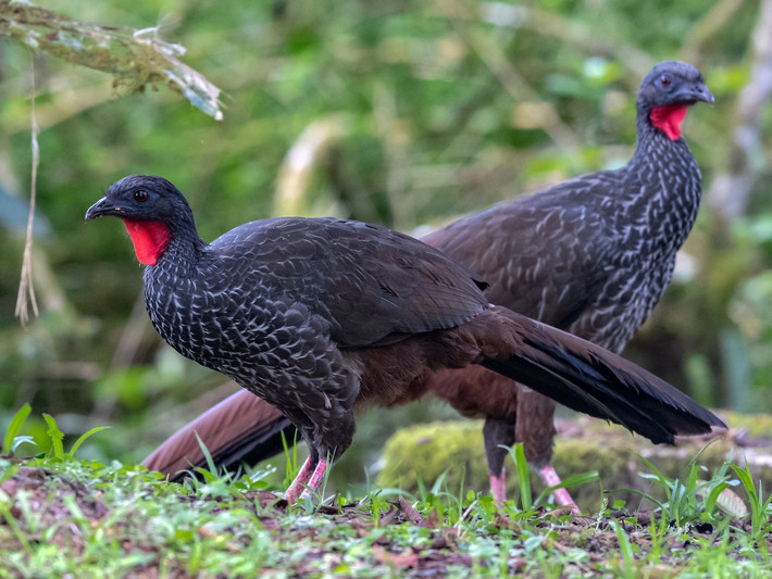 Gà guan Cauca (Penelope perspicax) dài 76 cm, chỉ phân bố ở vùng thung lũng Cauca khu vực phía Tây và Bắc Colombia. Chúng có ngoài hình rất giống, và có thể bị nhẫm lẫn với họ hàng gần là gà guan Spix.