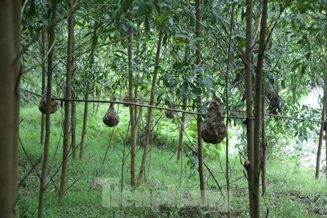Những năm gần đây, nhiều hộ dân ở huyện Thanh Chương (Nghệ An) duy trì nghề nuôi ong vò vẽ trong vườn. Mỗi hộ nuôi từ vài chục đến cả trăm tổ ong vò vẽ. Nghề nuôi ong "tử thần" không tốn kém chi phí, cho thu nhập khá, nhưng tiềm ẩn nhiều nguy cơ.