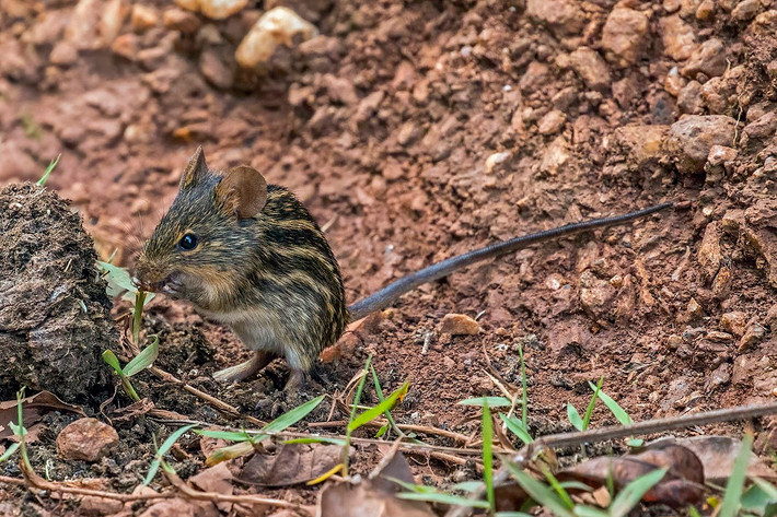 Chuột cỏ sọc châu Phi (Lemniscomys striatus) dài 9-14 cm, phổ biến ở các sinh cảnh có cỏ trải khắp phần lớn khu vực châu Phi hạ Sahara. Chúng được nhận biết với bộ lông sọc, giúp ngụy trang trong trong những đám cỏ úa.