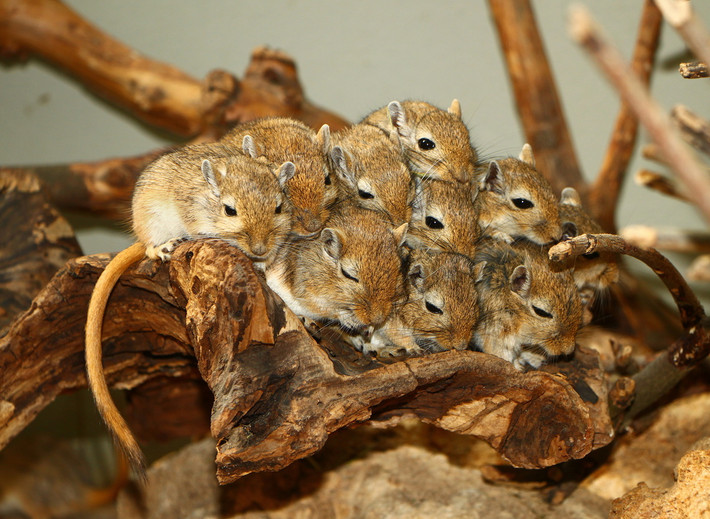 Chuột cát Mông Cổ (Meriones unguiculatus) dài 9-18 cm, sinh sống trong những đàn lớn ở thảo nguyên Trung Á. Hiện nay chúng được nuôi nhốt phổ biến như một loại thú cưng.
