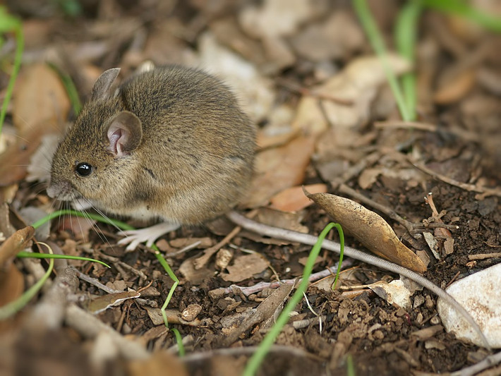 Chuột đồng đuôi dài (Apodemus sylvaticus) dài 9-11 cm, là loài chuột hoang dã phổ biến nhất châu Âu. Chúng được nhìn thấy ở tất cả các sinh cảnh trên cạn, bao gồm cả núi cao.