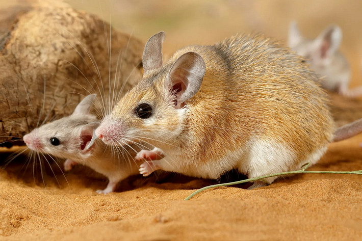 Chuột lông kim Bắc Phi (Acomys cahirinus) dài 7-12 cm, được ghi nhận ở các quốc gia Bắc Phi. Loài chuột hoang dã này có lông cứng trên cơ thể để bảo vệ lớp da rất mỏng, cho phép làm mát dễ dàng trong sinh cảnh nóng, khô.