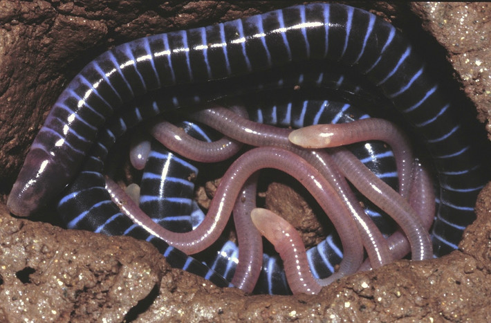 Ếch giun đồi Taita (Boulengerula taitanus) dài 35 cm, là loài đặc hữu của vùng đồi Taita, phía Đông Nam Kenya. Chúng thuộc nhóm ếch giun có tập tính nuôi con kỳ lạ: Khi con non mới nở, con mẹ phát triển một lớp da dày và bổ dưỡng để con non ăn.